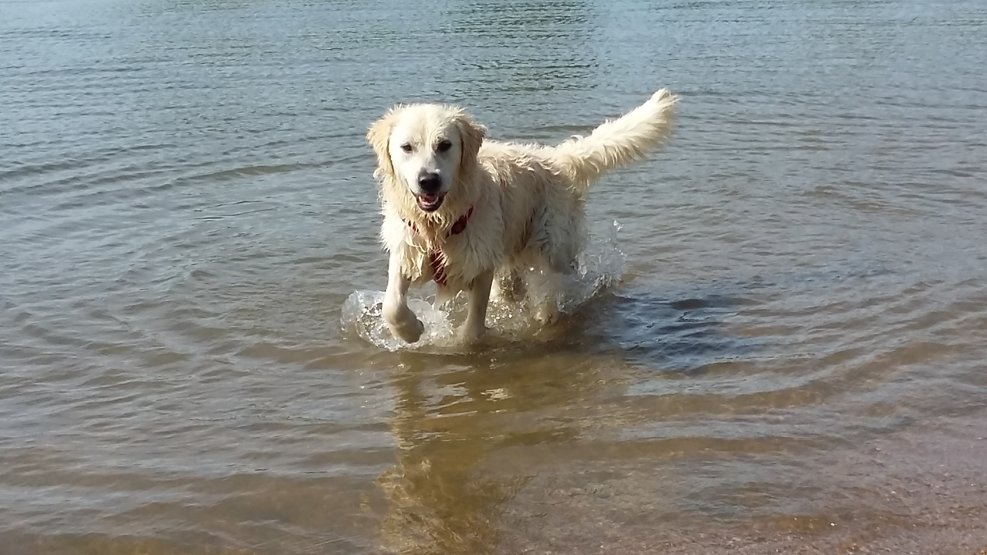 Golden retriever